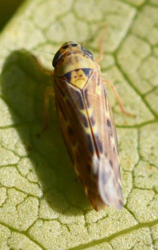 Lamprotettix nitidulus